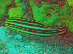 Plectorhinchus gaterinus