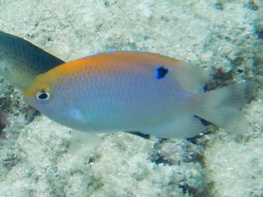 Baensch's damsel (Pomacentrus baenschi) — Pomacentridae