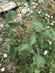 Chenopodiastrum hybridum