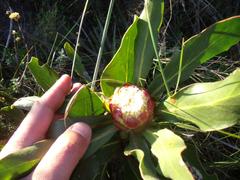 Protea foliosa