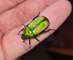 Chlorocala africana subsuturalis