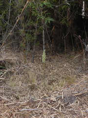 Brachystele unilateralis