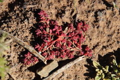 Euphorbia inaequilatera