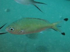 Caesio lunaris