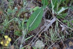 Leuzea conifera