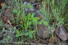 Thesium divaricatum