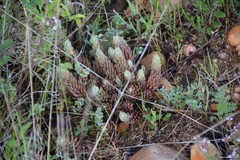 Petrosedum sediforme
