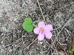 Oxalis eckloniana-nidulans
