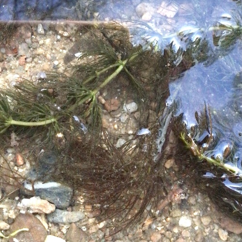 Soft hornwort (Ceratophyllum submersum)