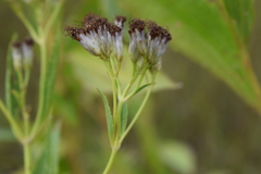 Chromolaena laevigata