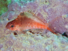 Cyprinocirrhites polyactis