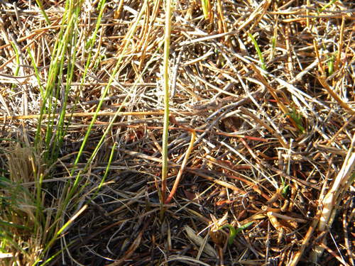 Image of Bulbine favosa by no rights reserved