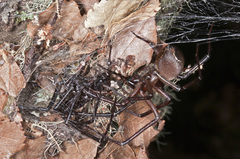 Cambridgea foliata