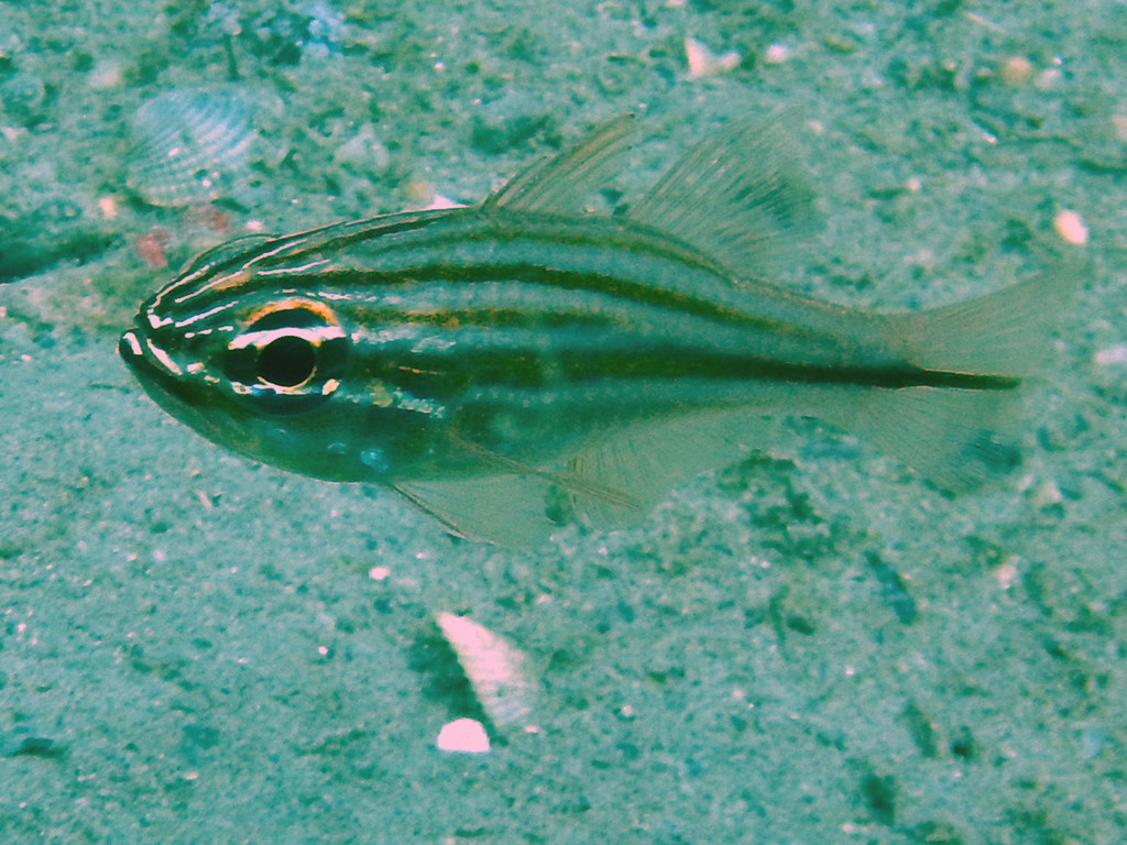 Bluesopt Cardinalfish