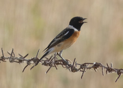 Saxicola maurus