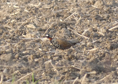 Francolinus francolinus