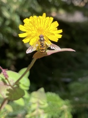 Episyrphus balteatus