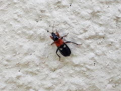 Prostemma sanguineum