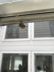 Mischocyttarus mexicanus