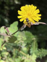 Episyrphus balteatus
