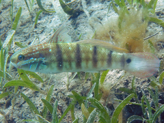 Amblygobius albimaculatus
