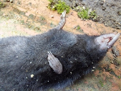 Cryptotis colombianus