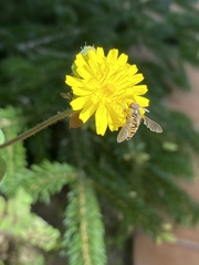 Episyrphus balteatus
