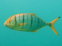 Gnathanodon speciosus