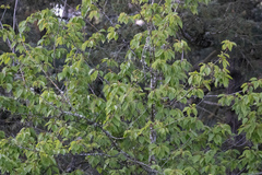 Setophaga coronata auduboni