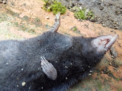 Cryptotis colombianus