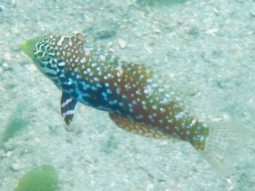 Diamond Wrasse