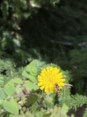 Episyrphus balteatus