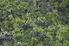 Setophaga coronata auduboni