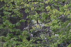 Setophaga coronata auduboni