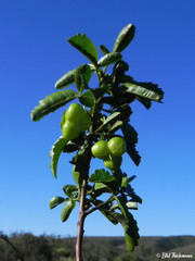 Bridgesia incisifolia