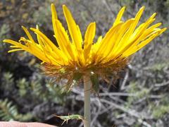 Berkheya angustifolia