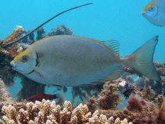 Siganus sutor