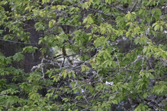 Setophaga coronata auduboni