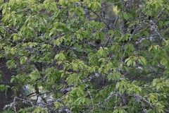 Setophaga coronata auduboni