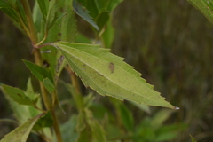 Chromolaena laevigata
