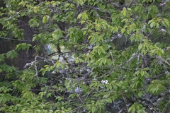 Setophaga coronata auduboni