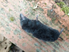 Cryptotis colombianus