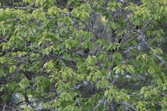 Setophaga coronata auduboni