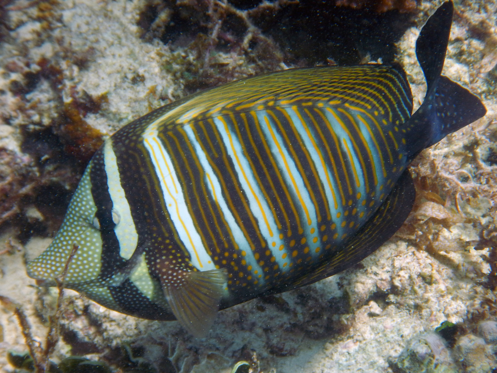 Chirurgien à voile de Desjardins (Chirurgien voilier indien) (Zebrasoma desjardinii)