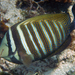 Indian Sailfin Tang - Photo (c) Ewout Knoester, some rights reserved (CC BY-NC), uploaded by Ewout Knoester