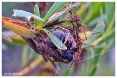 Caerostris sexcuspidata