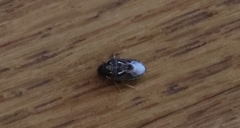 Neottiglossa cavifrons