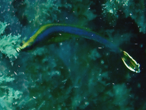 Doryrhamphus excisus