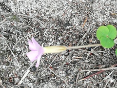 Oxalis eckloniana-nidulans