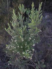 Erica caffra caffra
